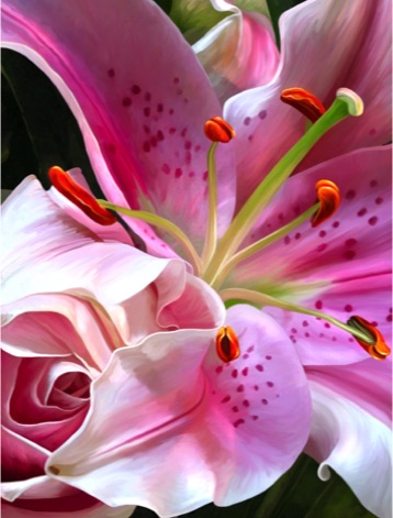 Stargazer Lily